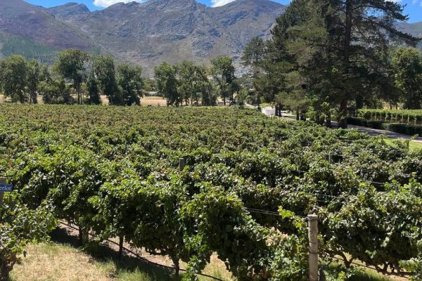 Backsberg Wines fields